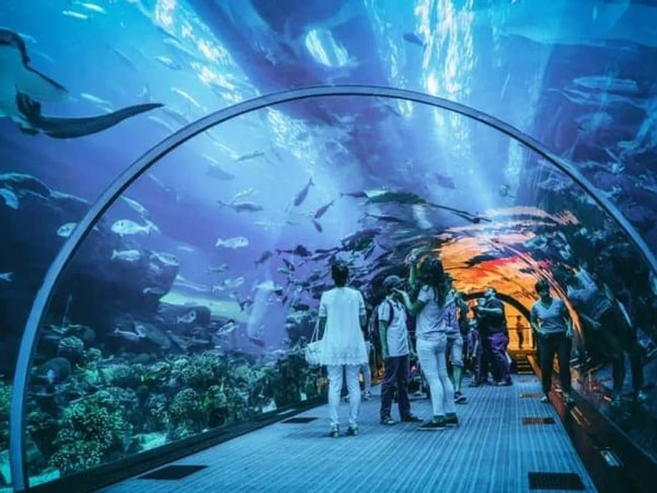 Jakarta Aquarium Admission Ticket